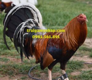 5 Trứng Gà Mỹ Dòng Roundhead