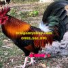 5 Trứng Gà Mỹ Rặc