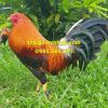 5 Trứng Gà Mỹ Rặc