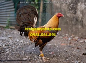 5 Trứng Gà Nòi Mỹ