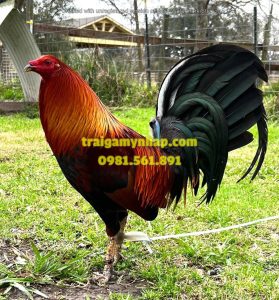 5 Trứng Gà Siu Mỹ