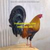 5 Trứng Gà Mỹ Dòng Hatch